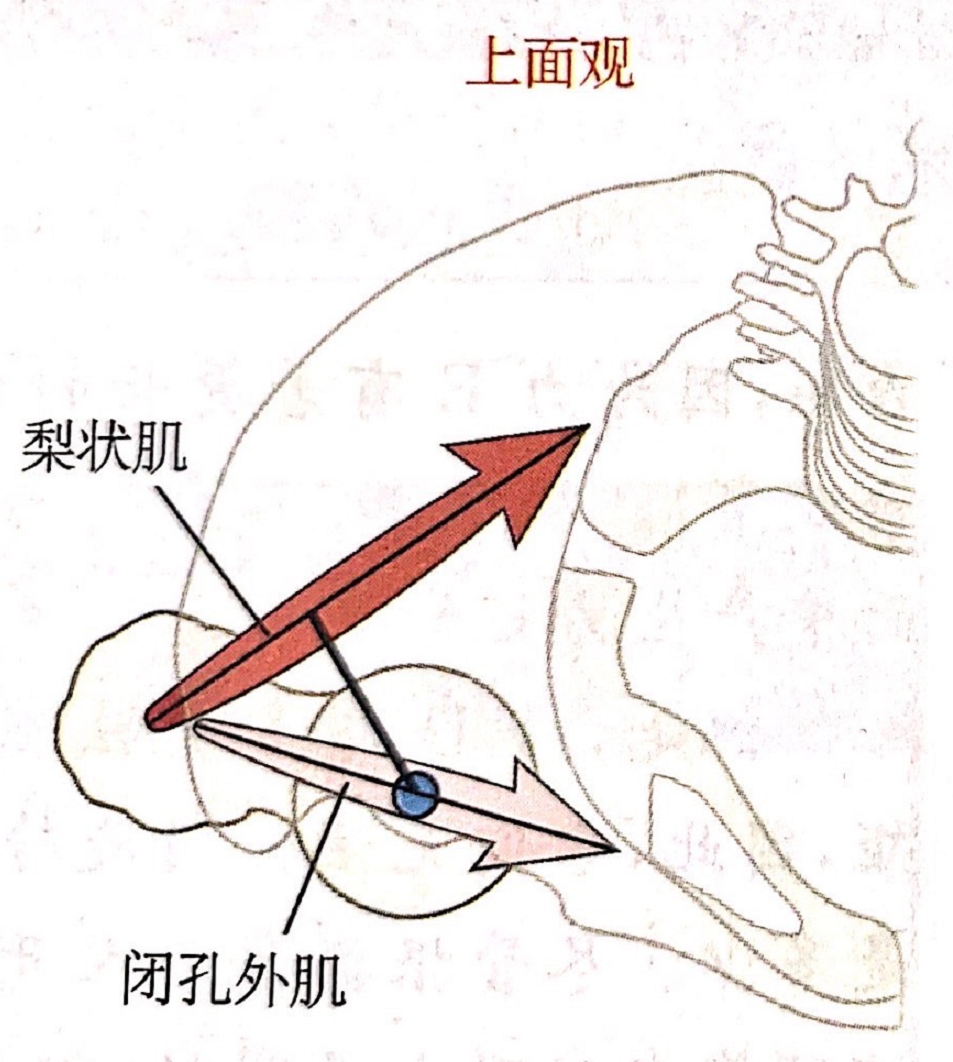 肌动学—-关节运动的力(图2)