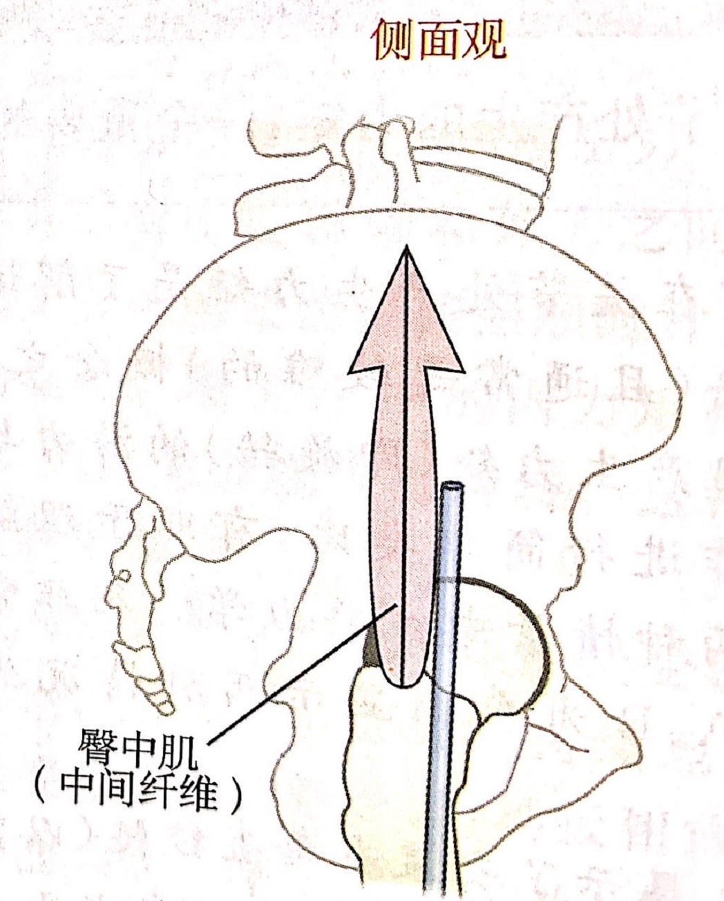 肌动学—-关节运动的力(图3)